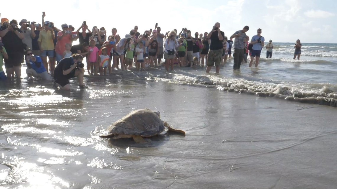 Sea turtles released into the wild after months of rehabilitation ...