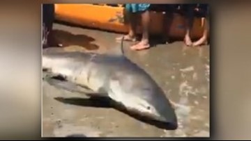 Sharks spotted on Galveston's West End over the weekend | khou.com