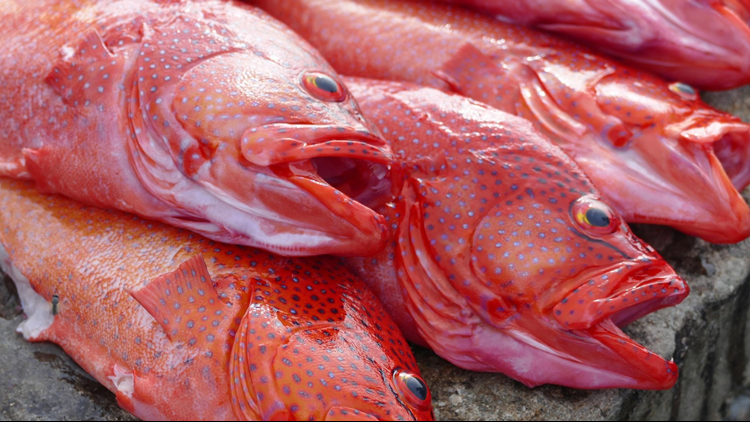 Red Snapper Fishing in Texas