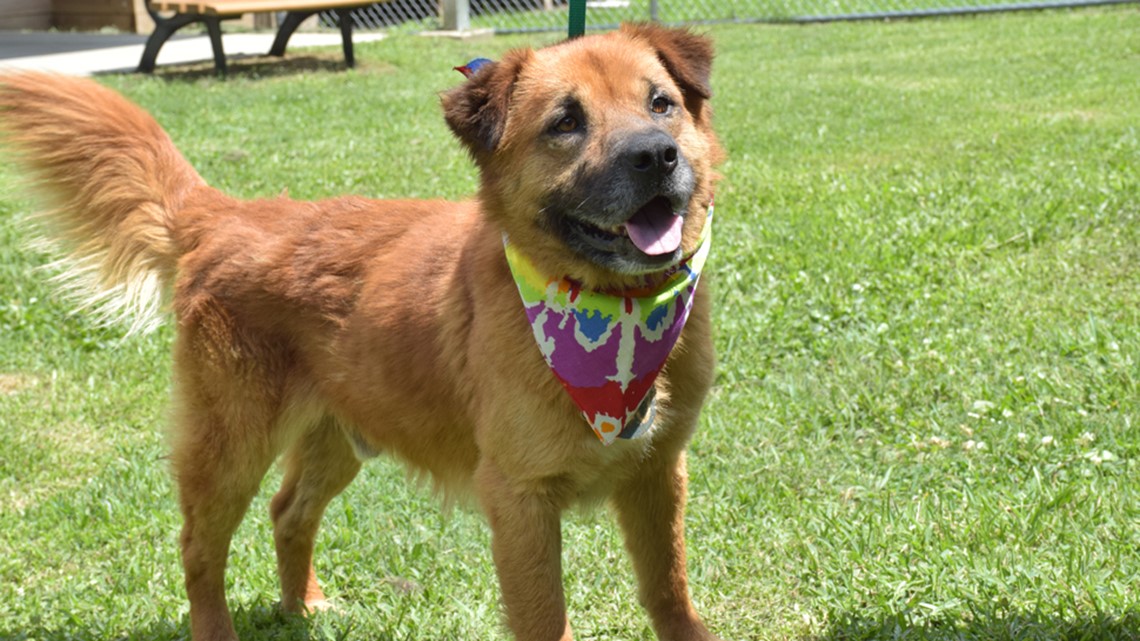 Photos: Dogs & cats ready for adoption at the Harris County Animal ...