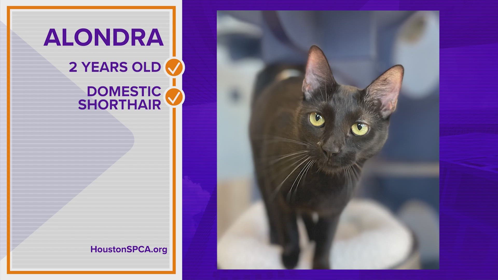 Alondra is a 2-year-old domestic short-hair cat who is charming and likes meeting new people.