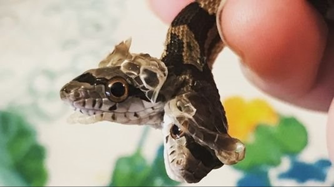 Rare two-headed snake found in Texas yard