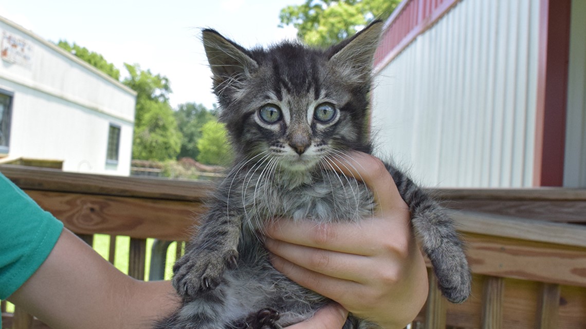 Free pet adoptions this weekend for National Best Friends Day
