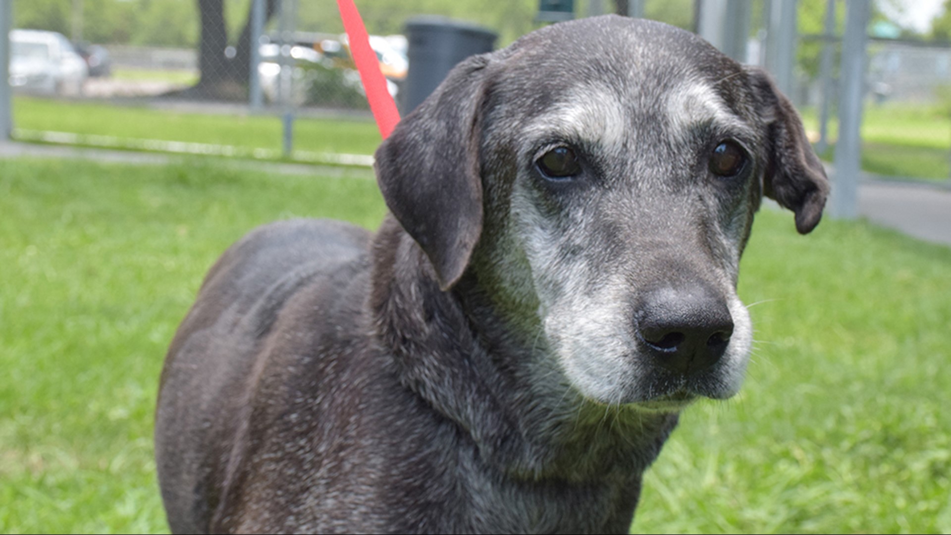 Free pet adoptions this weekend for National Best Friends Day