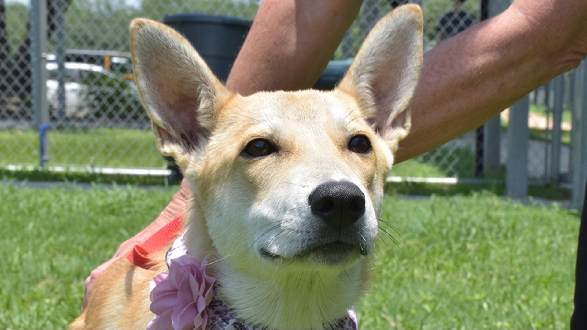 Free pet adoptions this weekend for National Best Friends Day