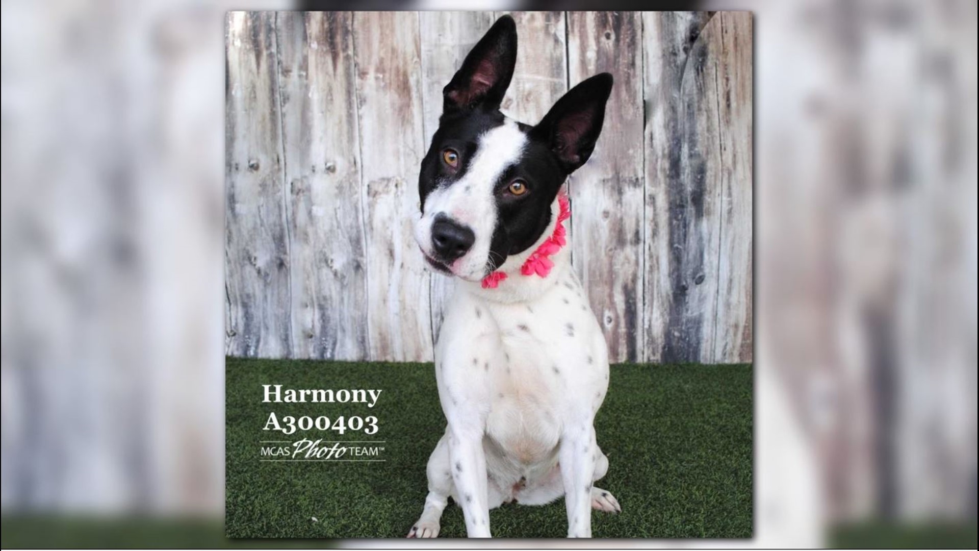 Montgomery County Animal Shelter needs adopters after 100 surrenders in ...