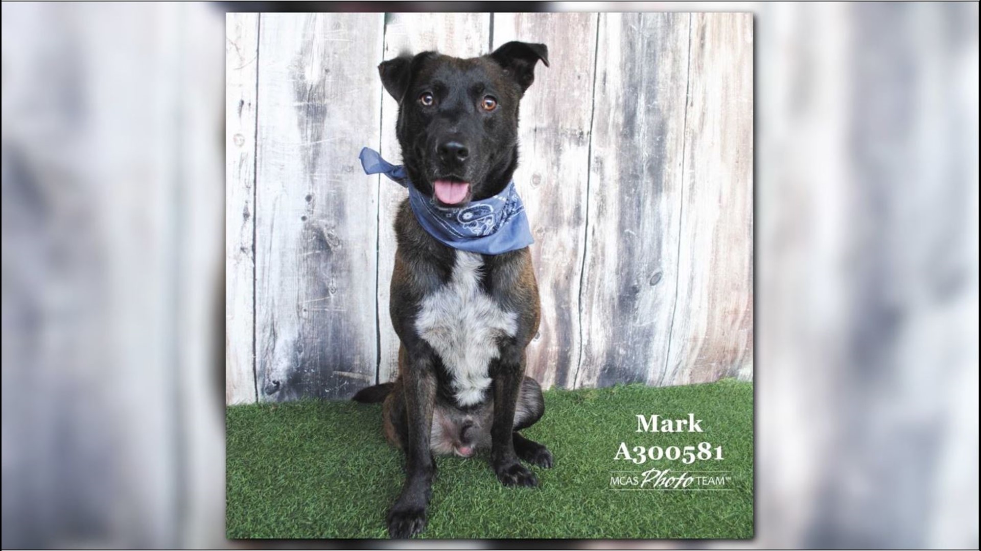 Montgomery County Animal Shelter needs adopters after 100 surrenders in ...