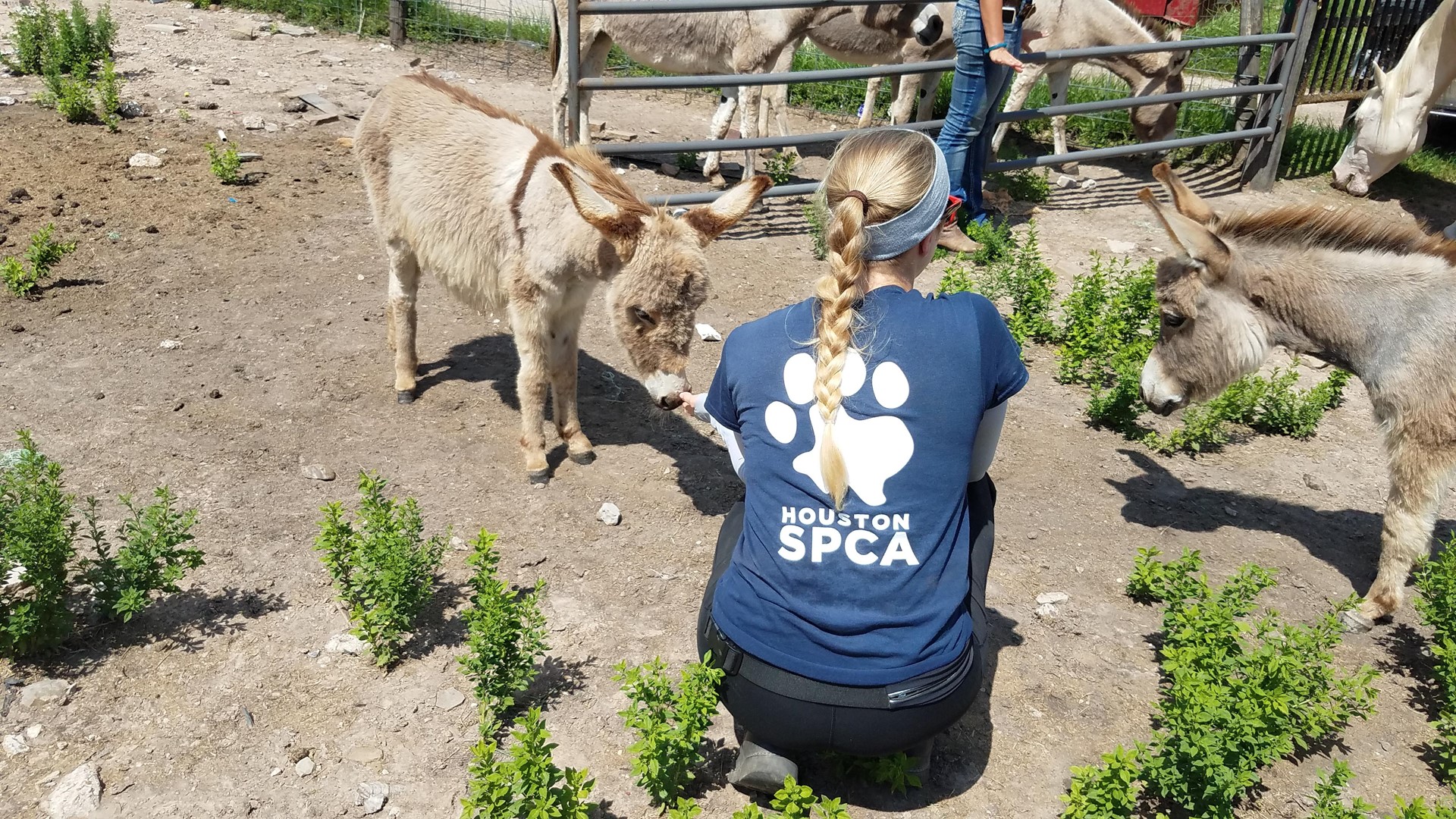 Dozens of neglected animals rescued by Houston SPCA, Pct. 1 in Cypress ...