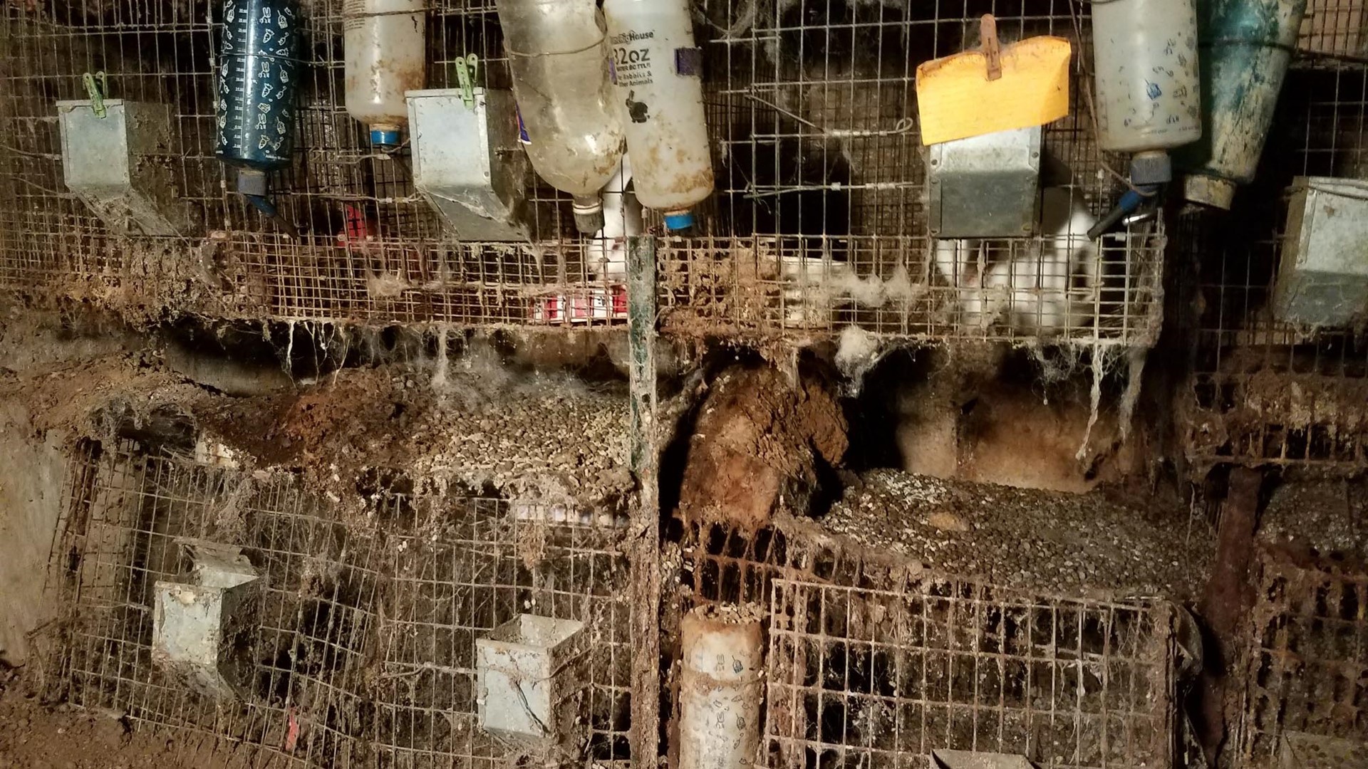 Dozens of neglected animals rescued by Houston SPCA, Pct. 1 in Cypress ...