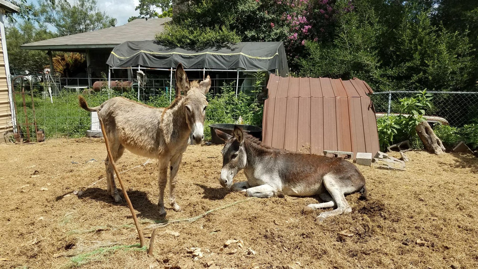 Dozens of neglected animals rescued by Houston SPCA, Pct. 1 in Cypress ...