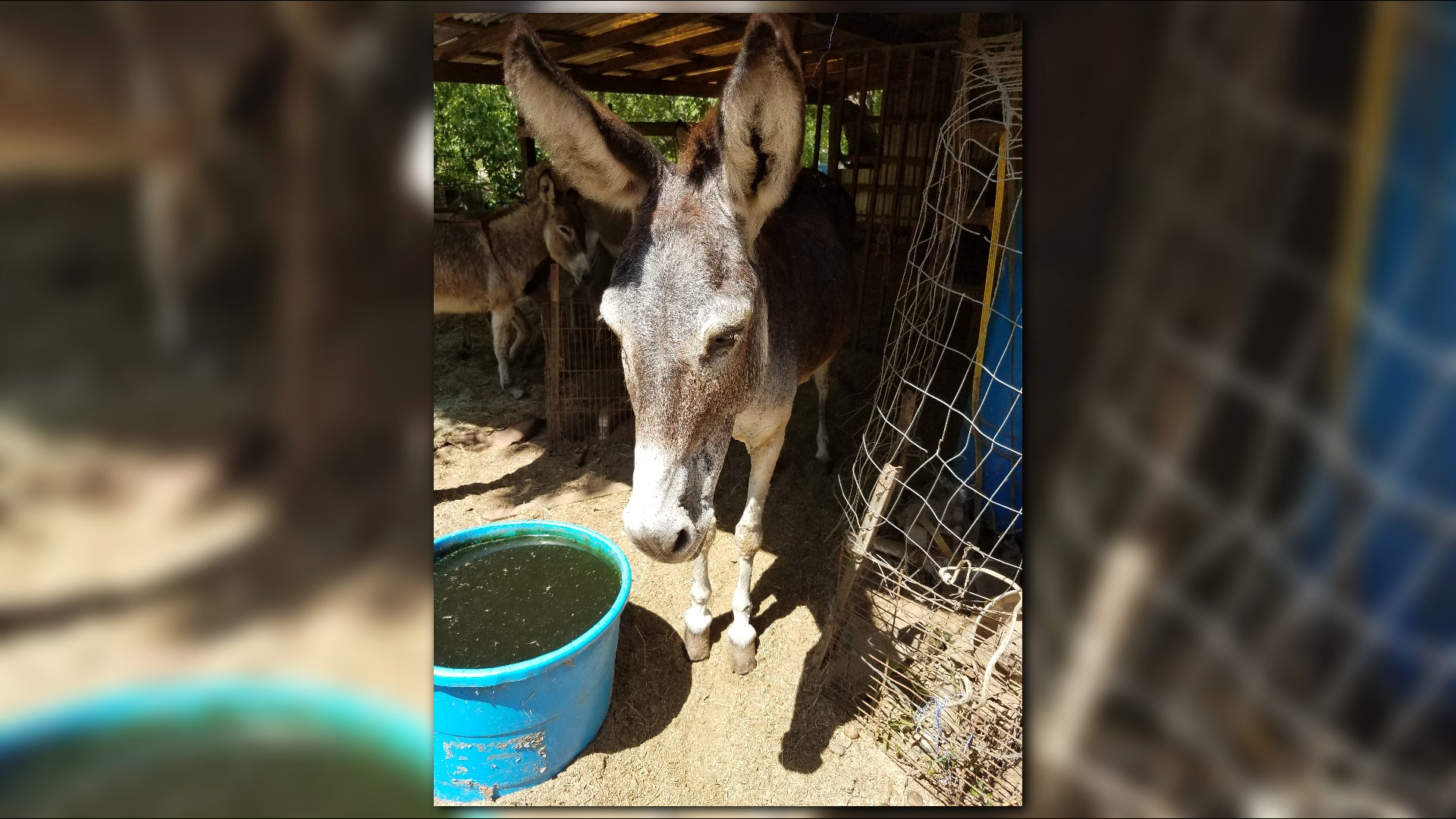 Dozens of neglected animals rescued by Houston SPCA, Pct. 1 in Cypress ...