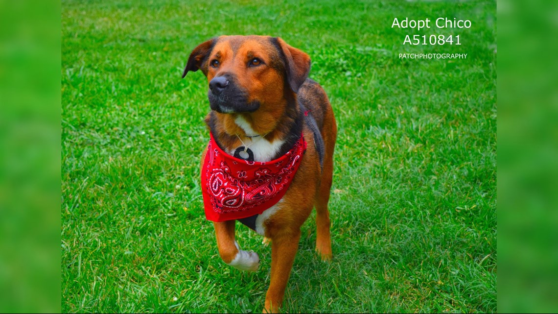 Photos: Adoptable animals at Harris County Animal Shelter ...