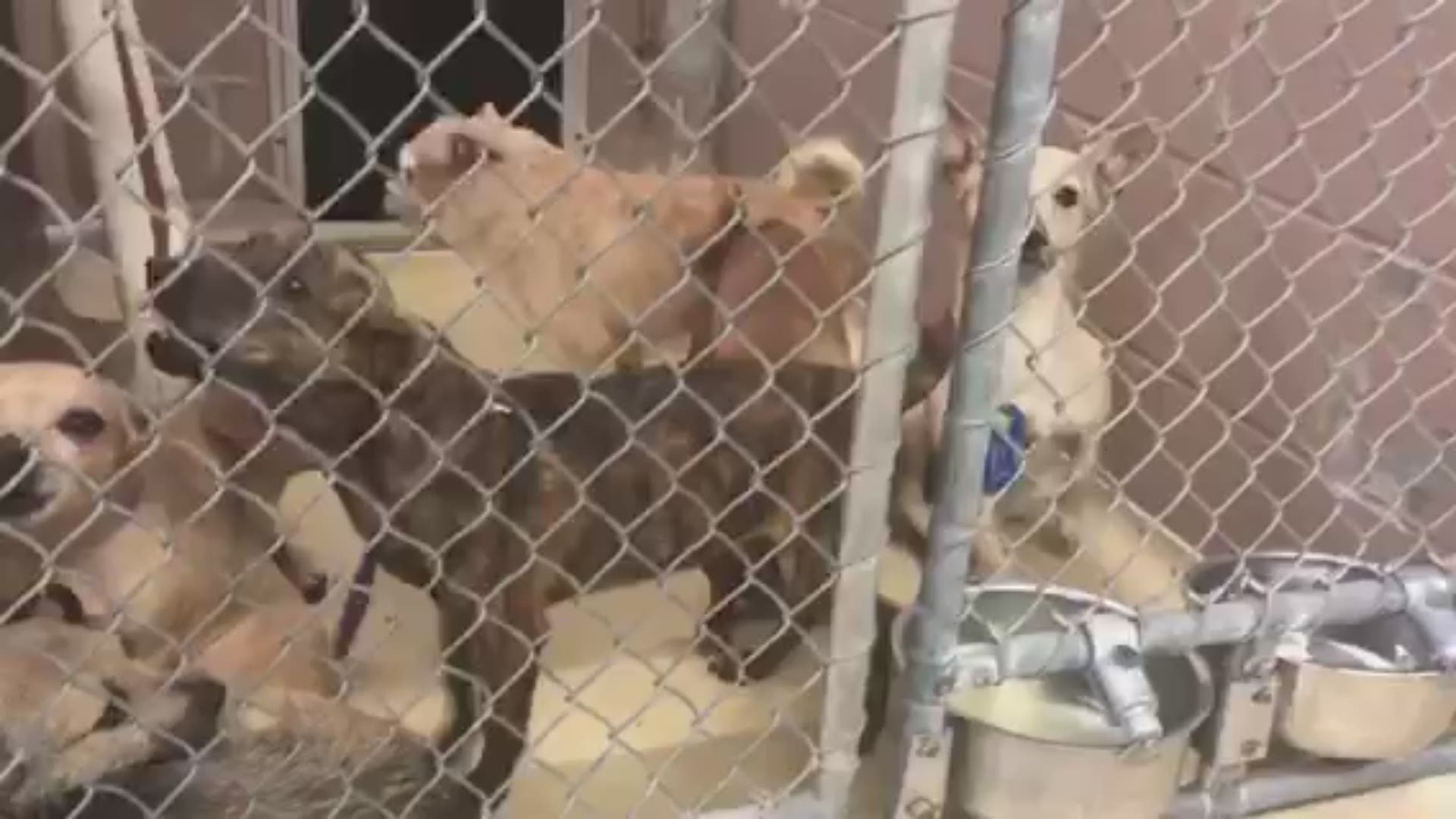 Seventeen dogs were left abandoned in northwest Harris County on Thursday. They were taken to the Harris County Animal Shelter.