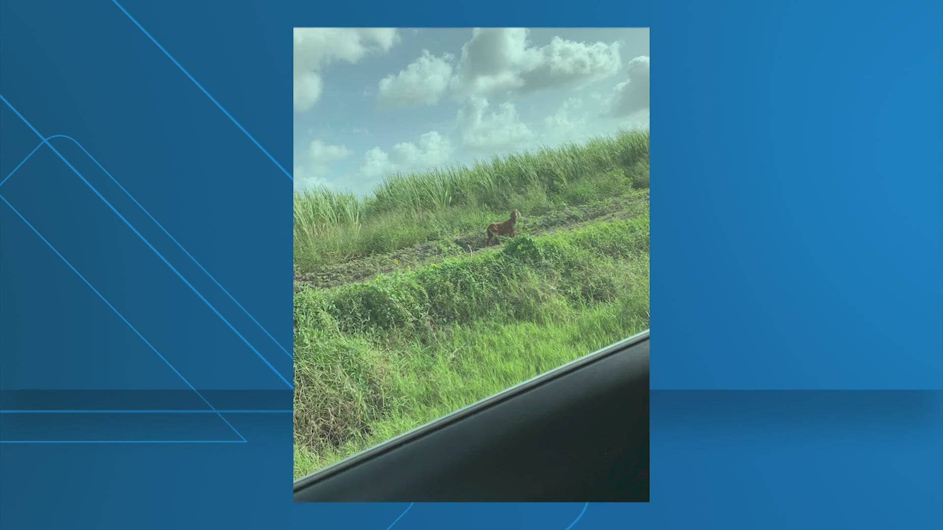 An update on “Willy Watch.” That's the rodeo goat in the Rio Grande Valley who escaped from his pen 11 days ago.