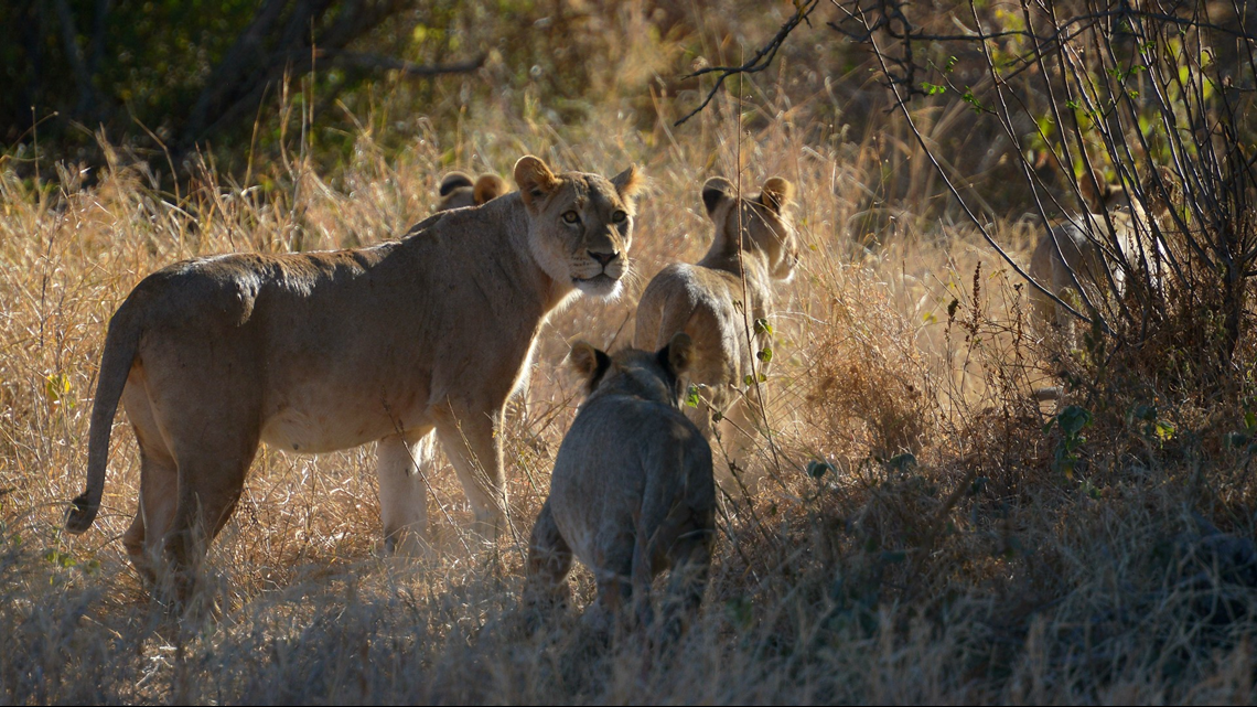 Poachers eaten by lions after sneaking onto South African game reserve ...