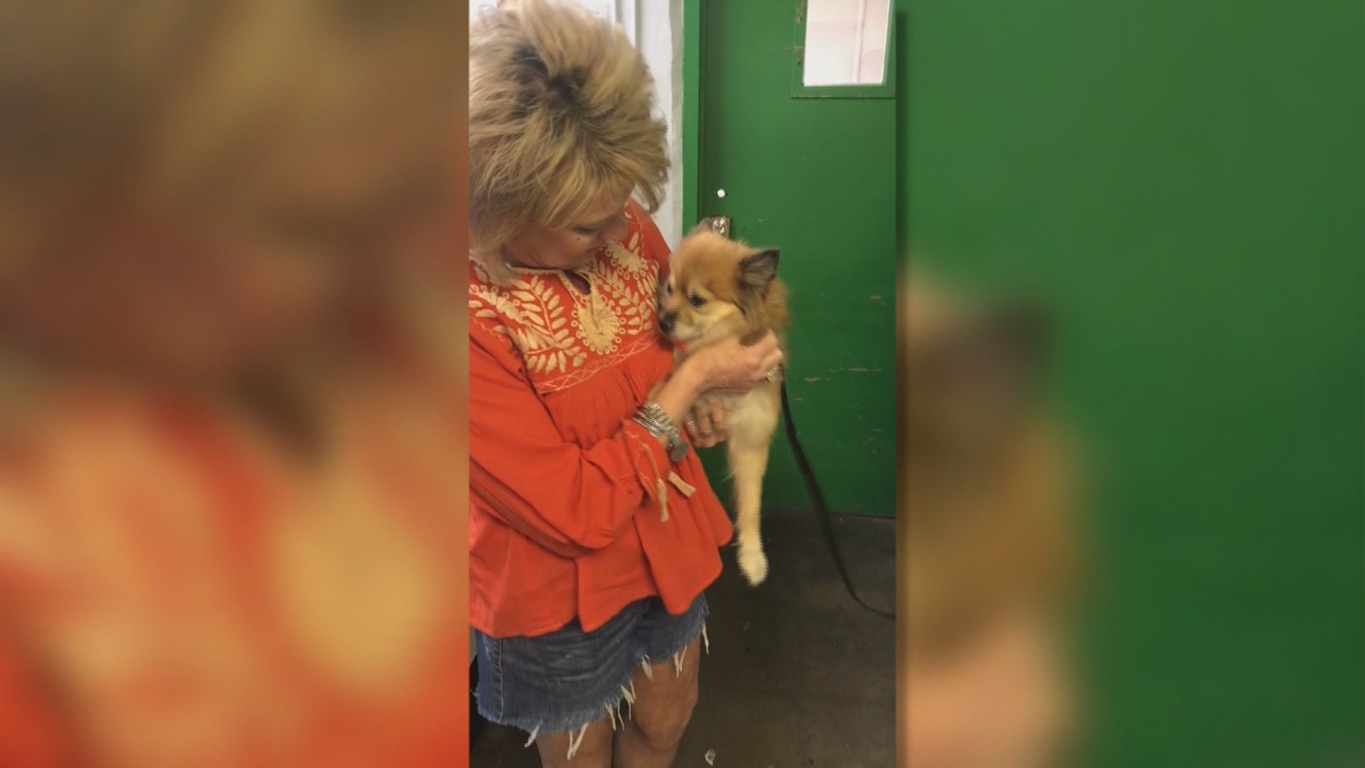 Dog missing for years reunited with Texas family thanks to microchip ...