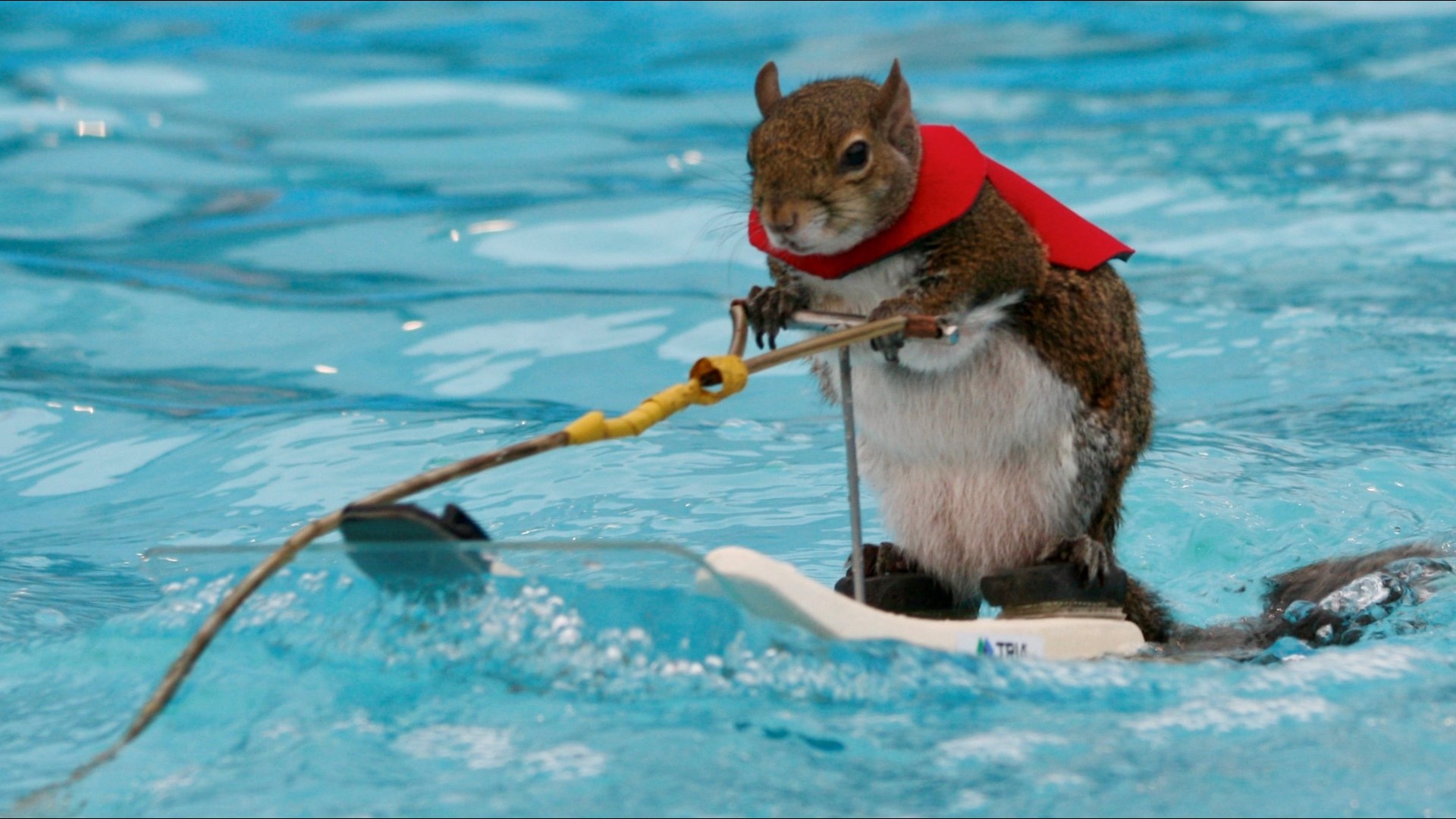 After 39 years, waterskiing squirrel show to come to an end