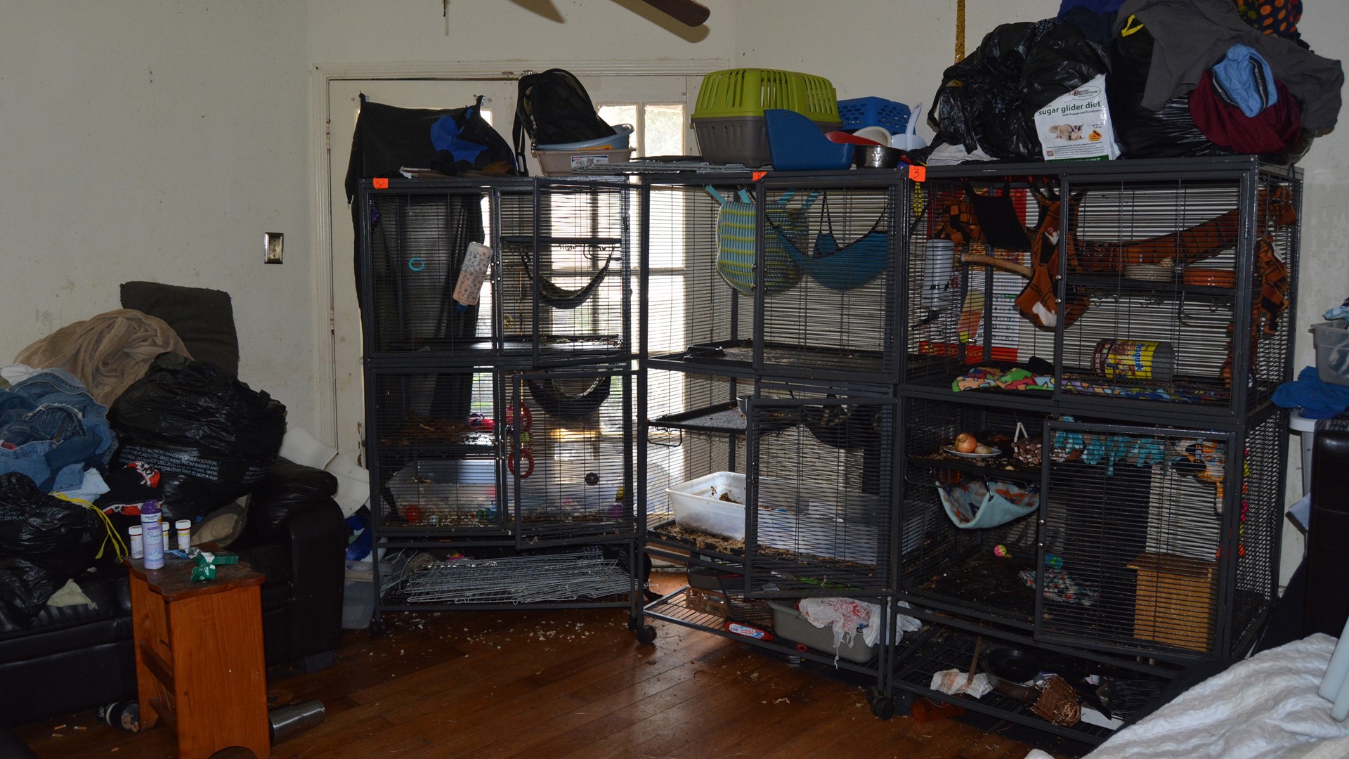 More than 100 animals seized from SW Houston apartment | khou.com