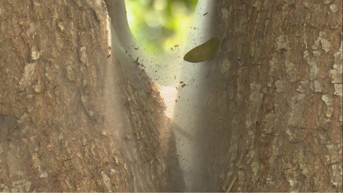 Bark lice responsible for webbed trees in Pearland