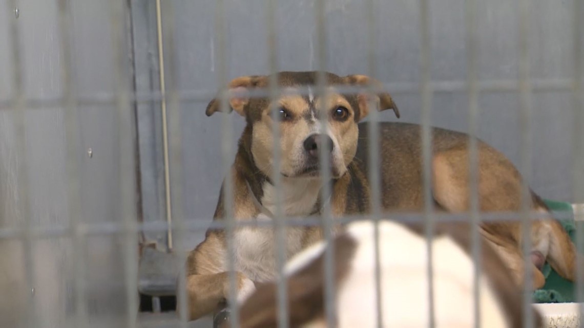 Overcrowded animal shelters dealing with distemper, new dog owners ...