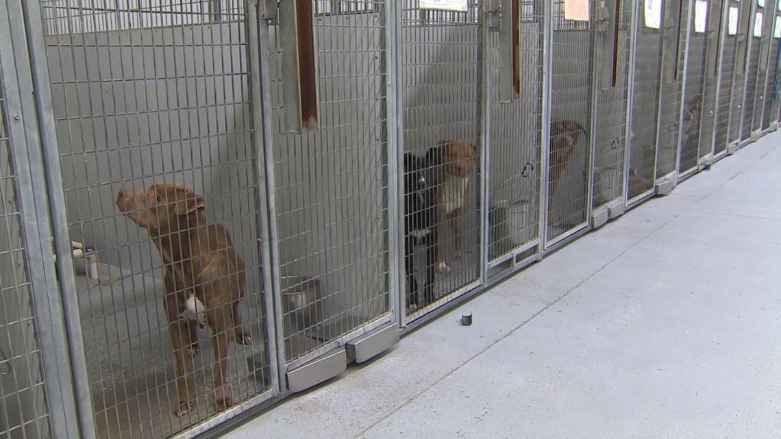 Overcrowded animal shelters dealing with distemper, new dog owners  concerned 