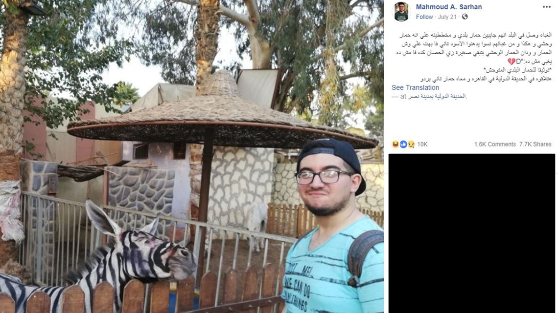 Egypt zoo accused of painting donkey to look like a zebra