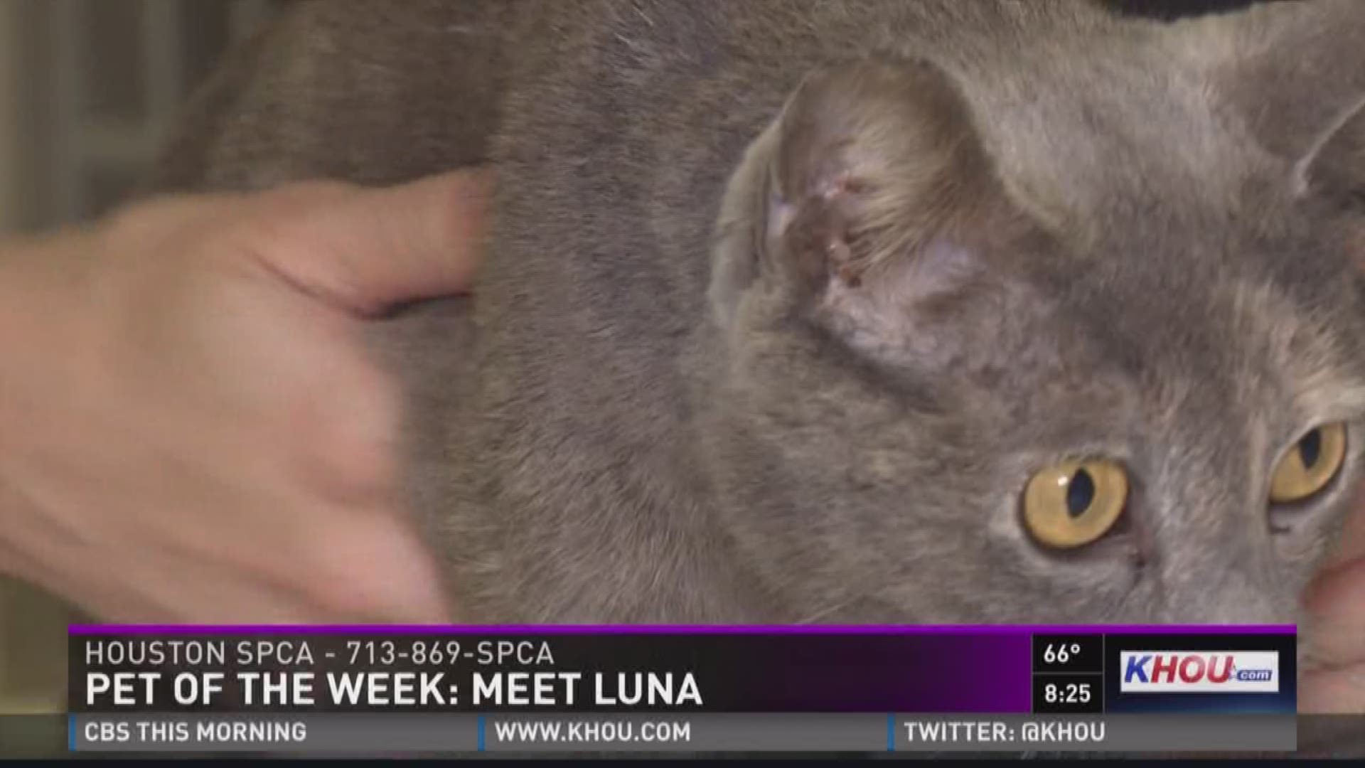 KHOU 11 Anchor Russ Lewis and the Houston SPCA introduce us to Luna who is up for adoption.