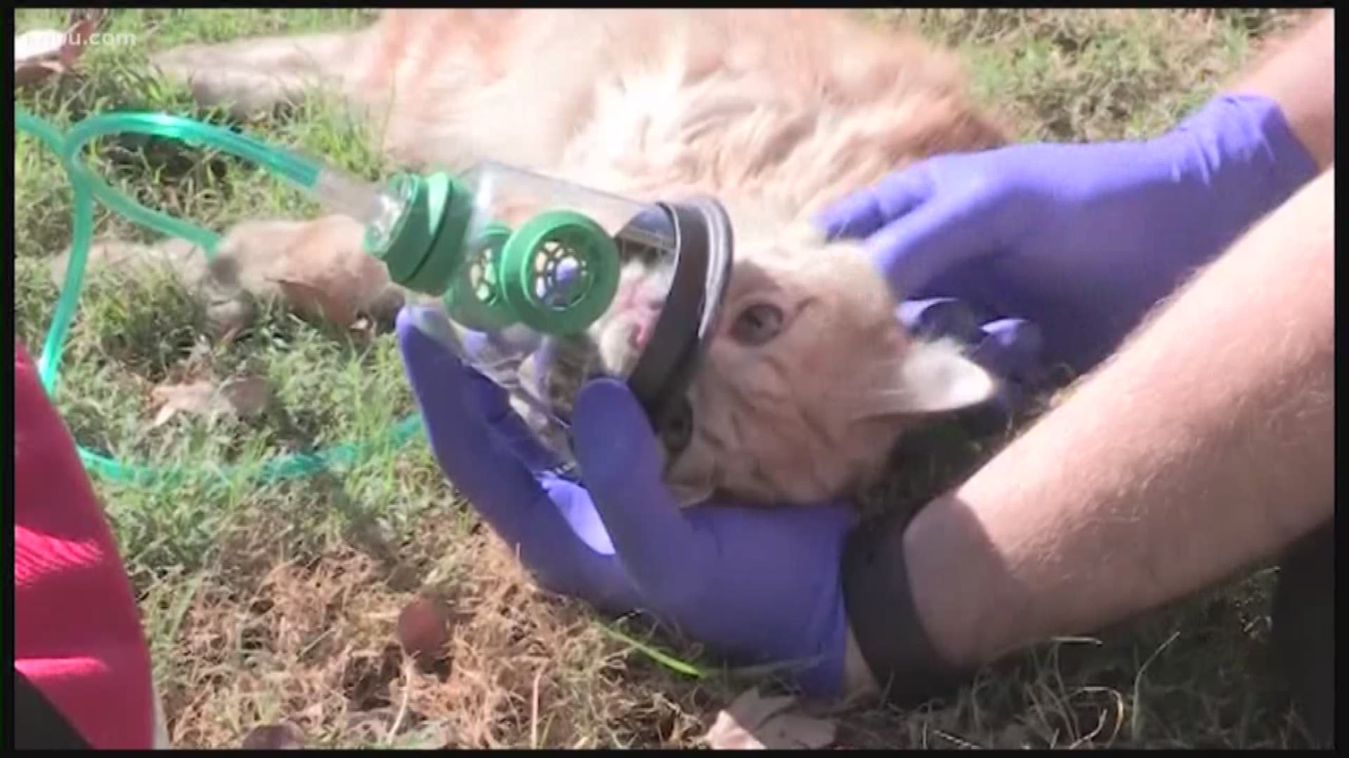 Houston firefighters saved two cats from an apartment fire in Spring. One of the cats was found unresponsive but firefighters were able to bring the cat back to life
