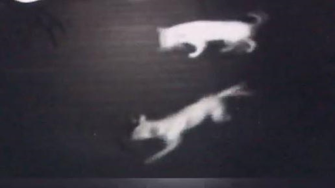 Pet cat killed by roaming dogs in Sugar Land