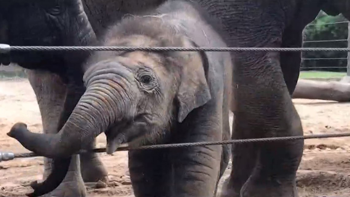 Houston Zoo’s baby elephant a crowd-pleaser | khou.com