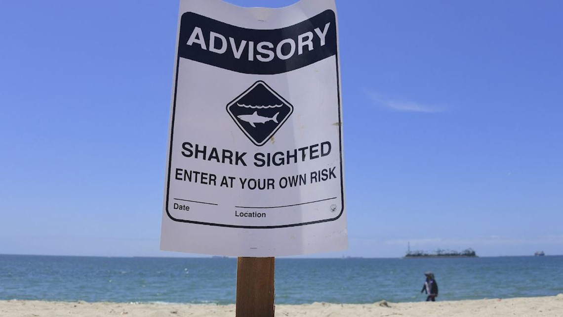 how-often-do-shark-attacks-really-happen-khou