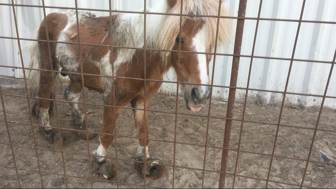 Nearly 300 animals rescued from home in Grimes County | khou.com