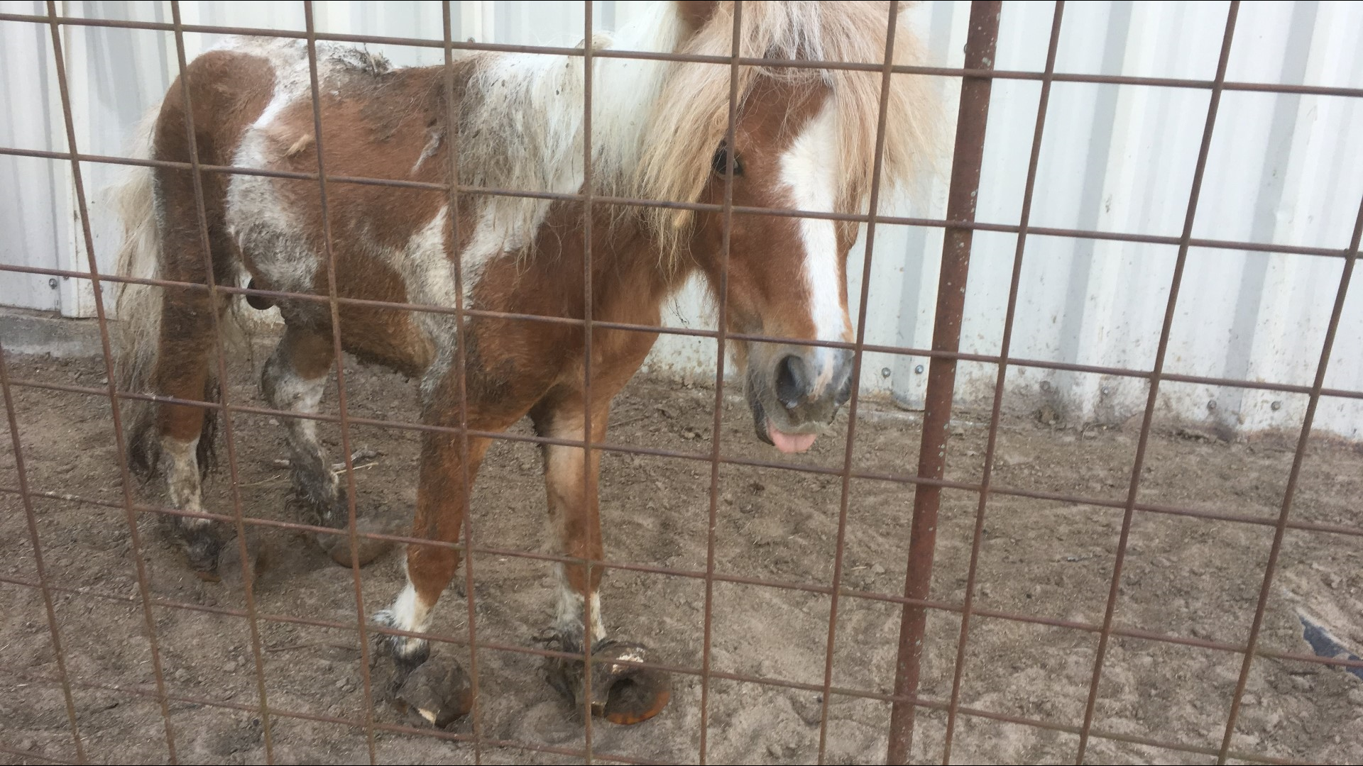 Woman charged with animal cruelty after nearly 300 animals rescued from ...