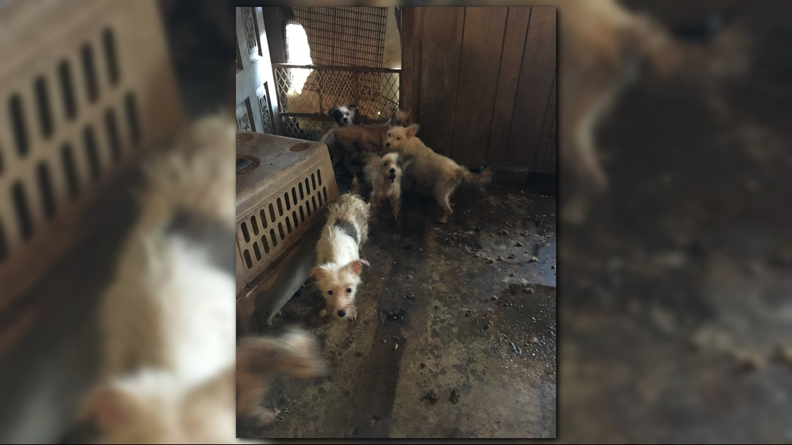 Woman charged with animal cruelty after nearly 300 animals rescued from ...