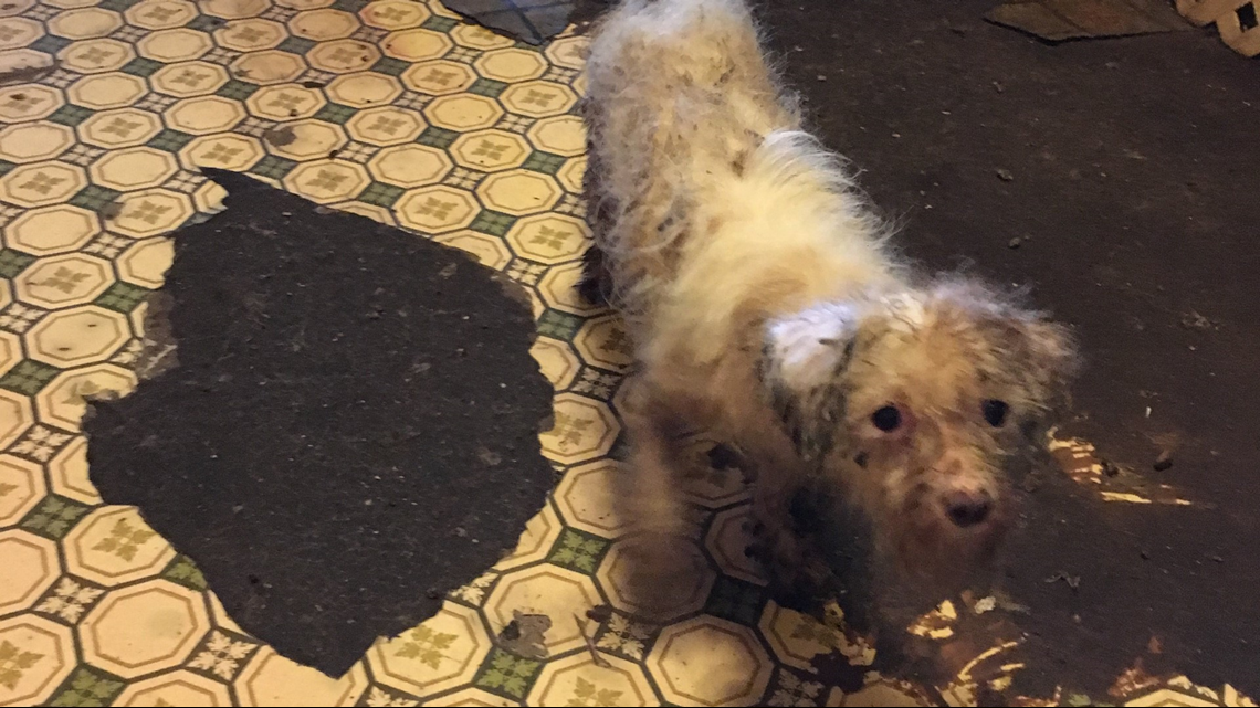 Woman charged with animal cruelty after nearly 300 animals rescued from ...