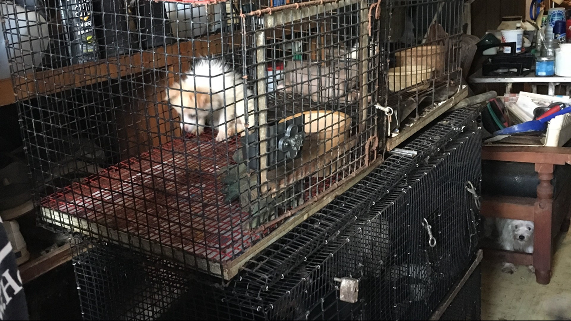 Woman charged with animal cruelty after nearly 300 animals rescued from ...