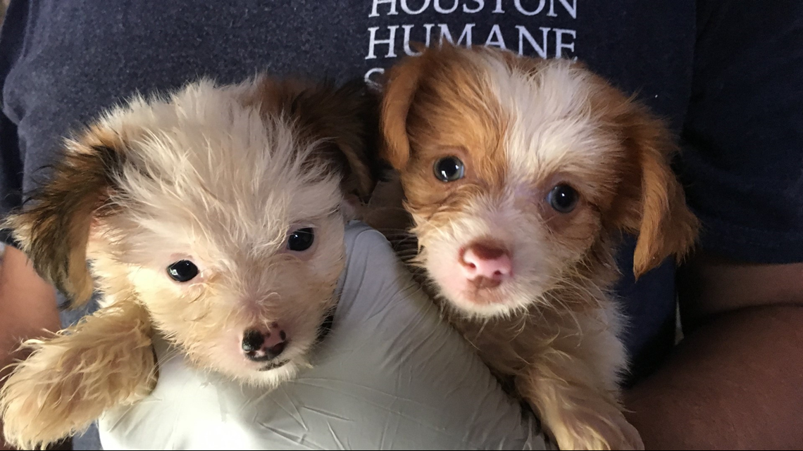 Nearly 300 animals rescued from home in Grimes County | khou.com