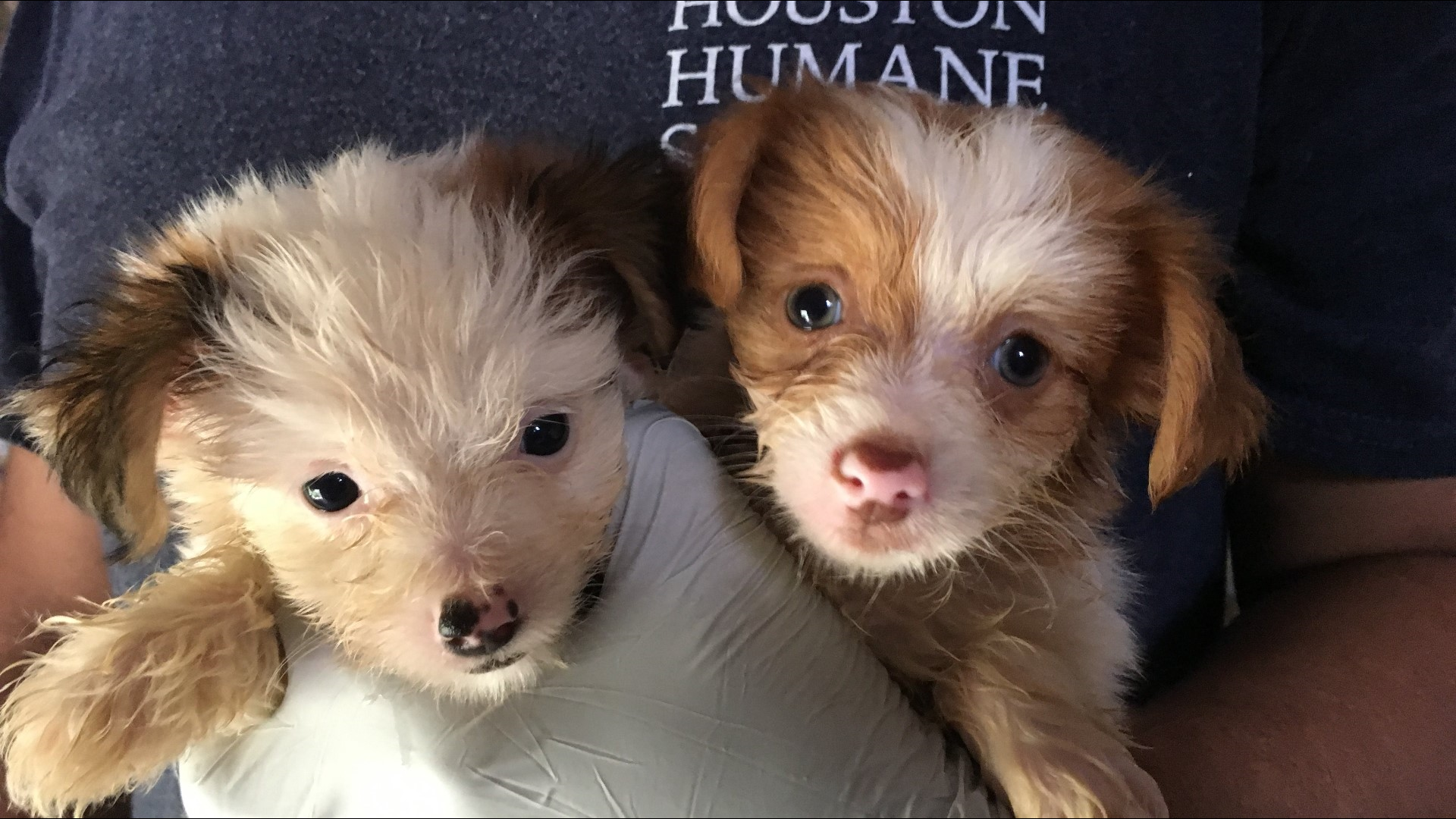 Woman charged with animal cruelty after nearly 300 animals rescued from ...