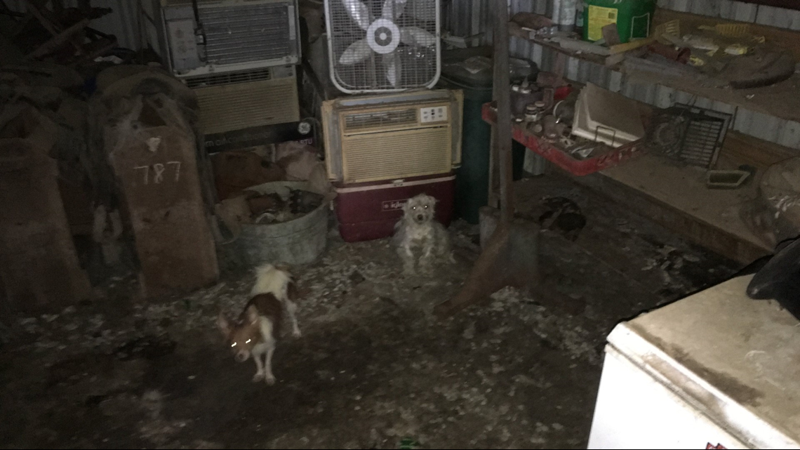 Woman charged with animal cruelty after nearly 300 animals rescued from ...
