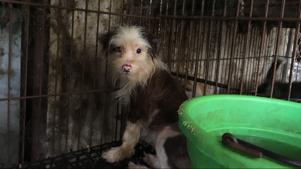 Woman charged with animal cruelty after nearly 300 animals rescued from ...