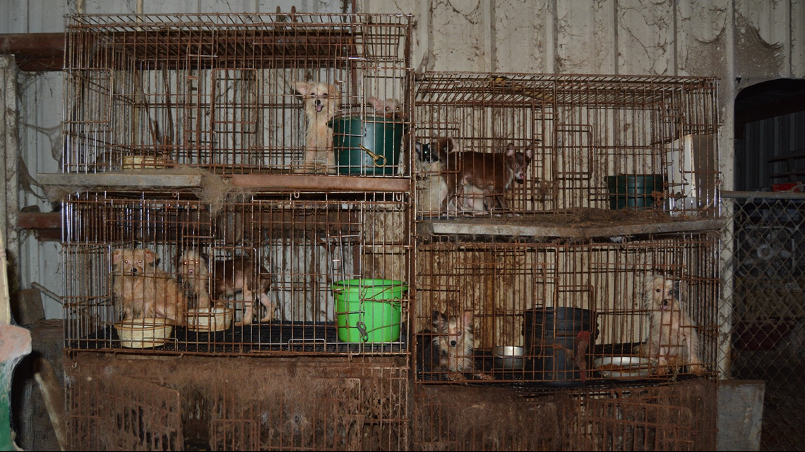 Woman charged with animal cruelty after nearly 300 animals rescued from ...