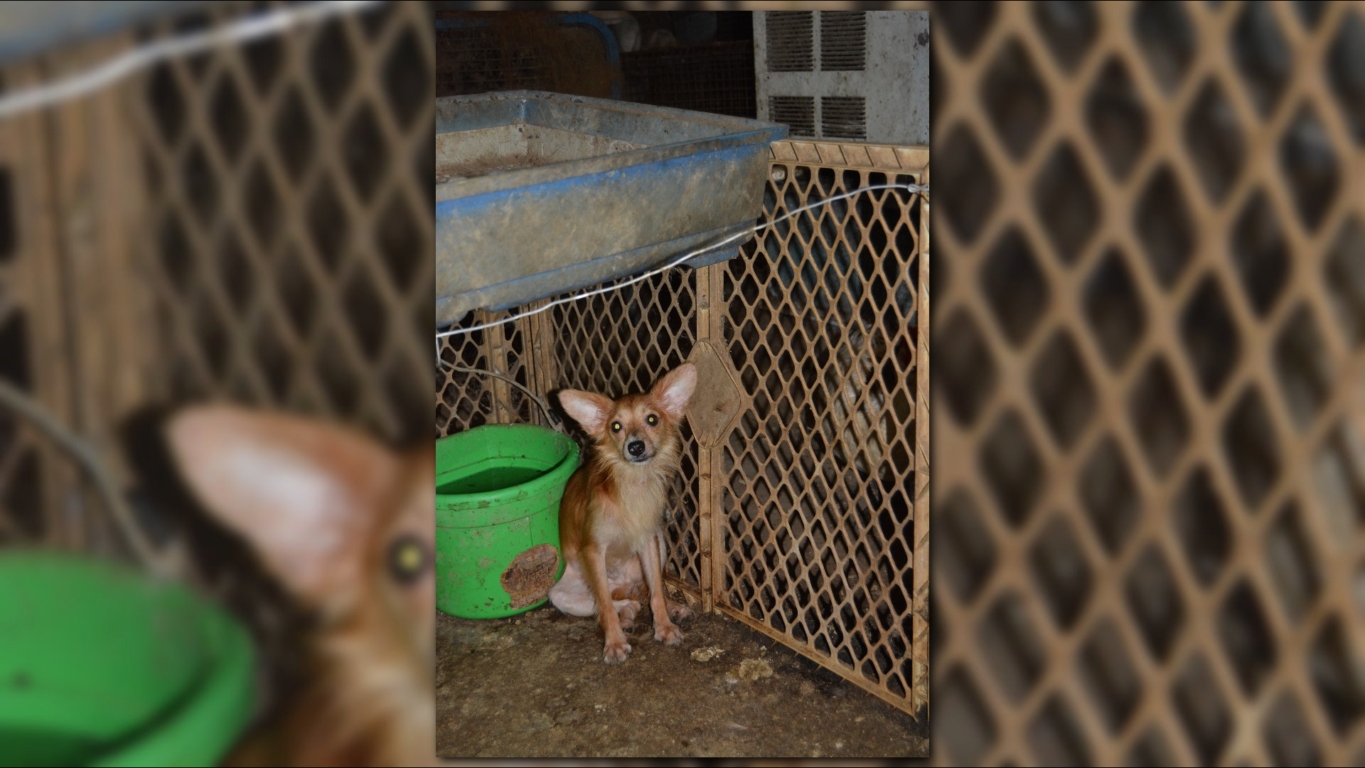 Woman charged with animal cruelty after nearly 300 animals rescued from ...
