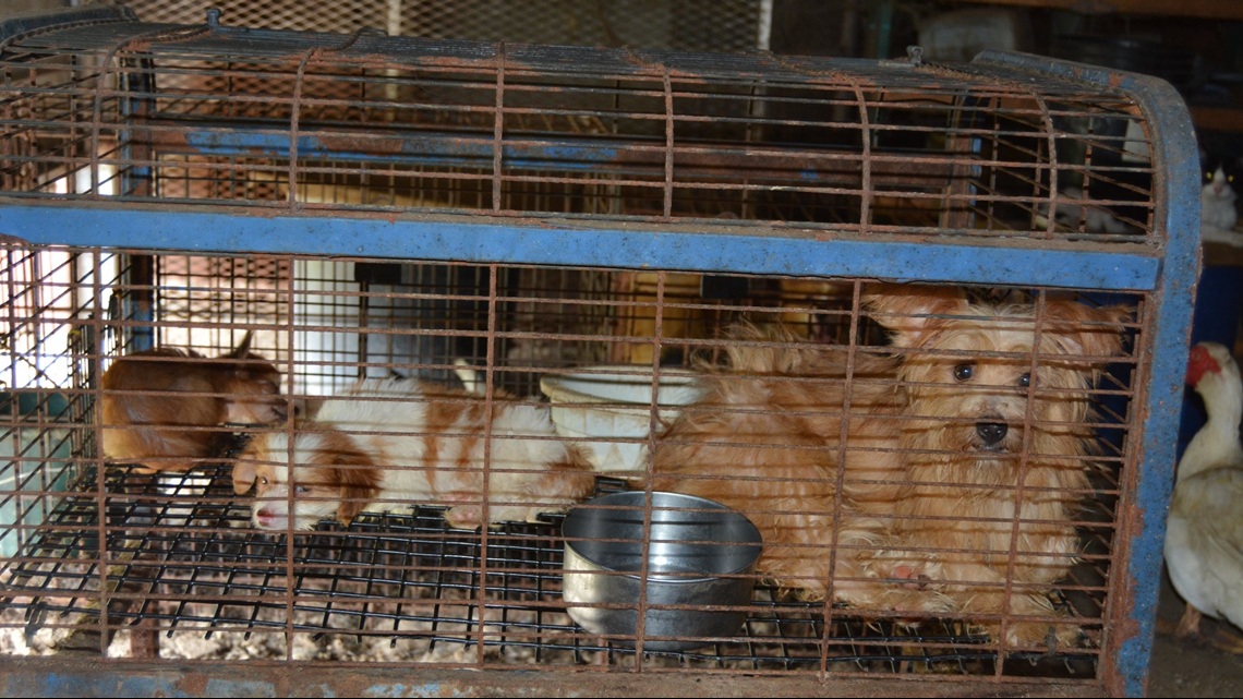 Woman charged with animal cruelty after nearly 300 animals rescued from ...