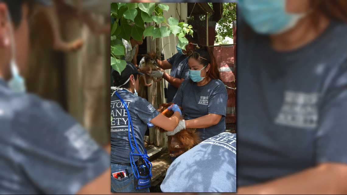 Woman charged with animal cruelty after nearly 300 animals rescued from ...