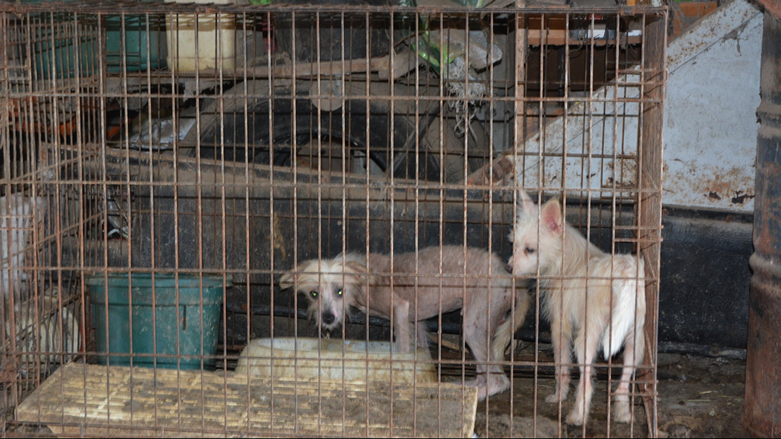 Nearly 300 animals rescued from home in Grimes County | khou.com