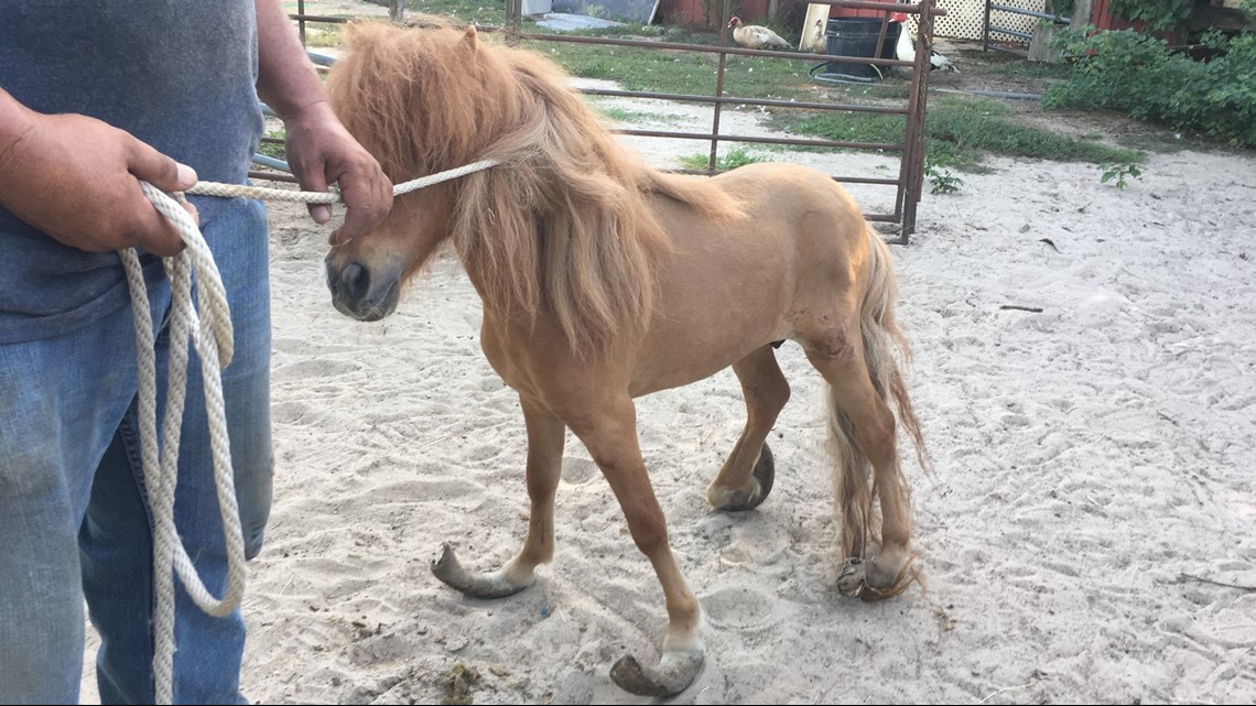 Nearly 300 animals rescued from home in Grimes County | khou.com