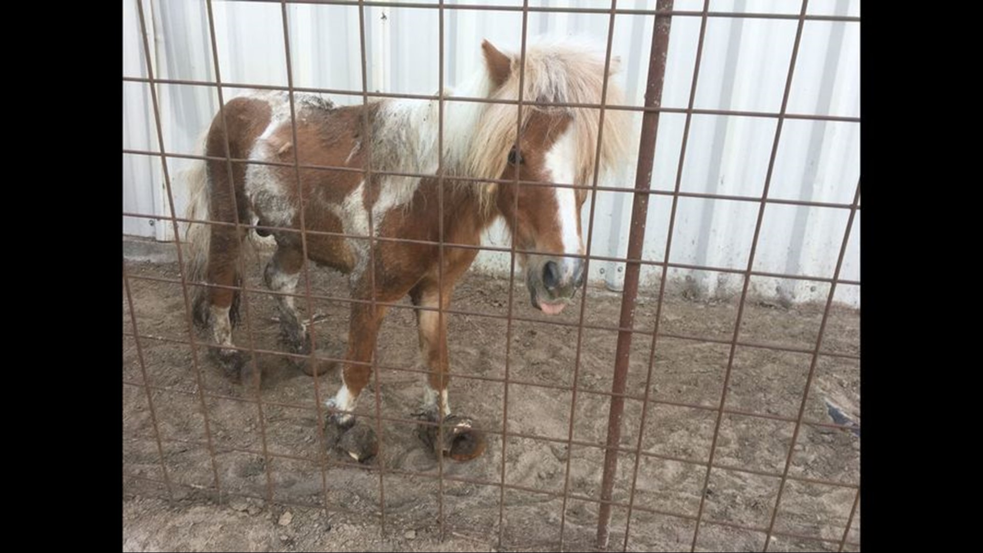 Grimes County woman had hundreds of animals seized over the last decade ...