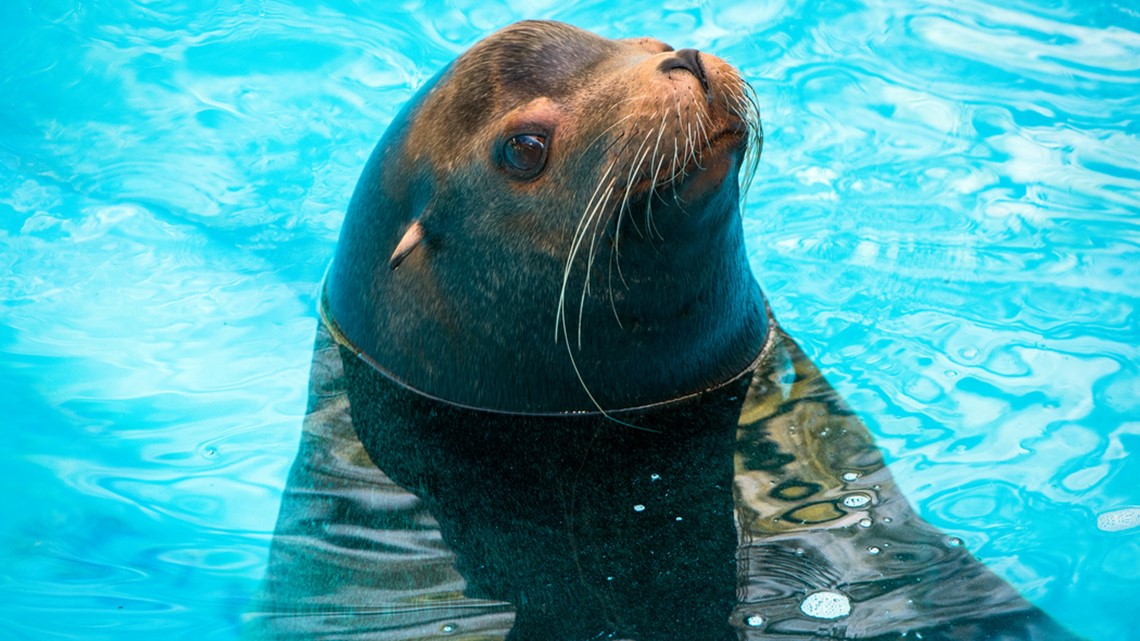 Houston Zoo sea lion has cataract surgery | khou.com