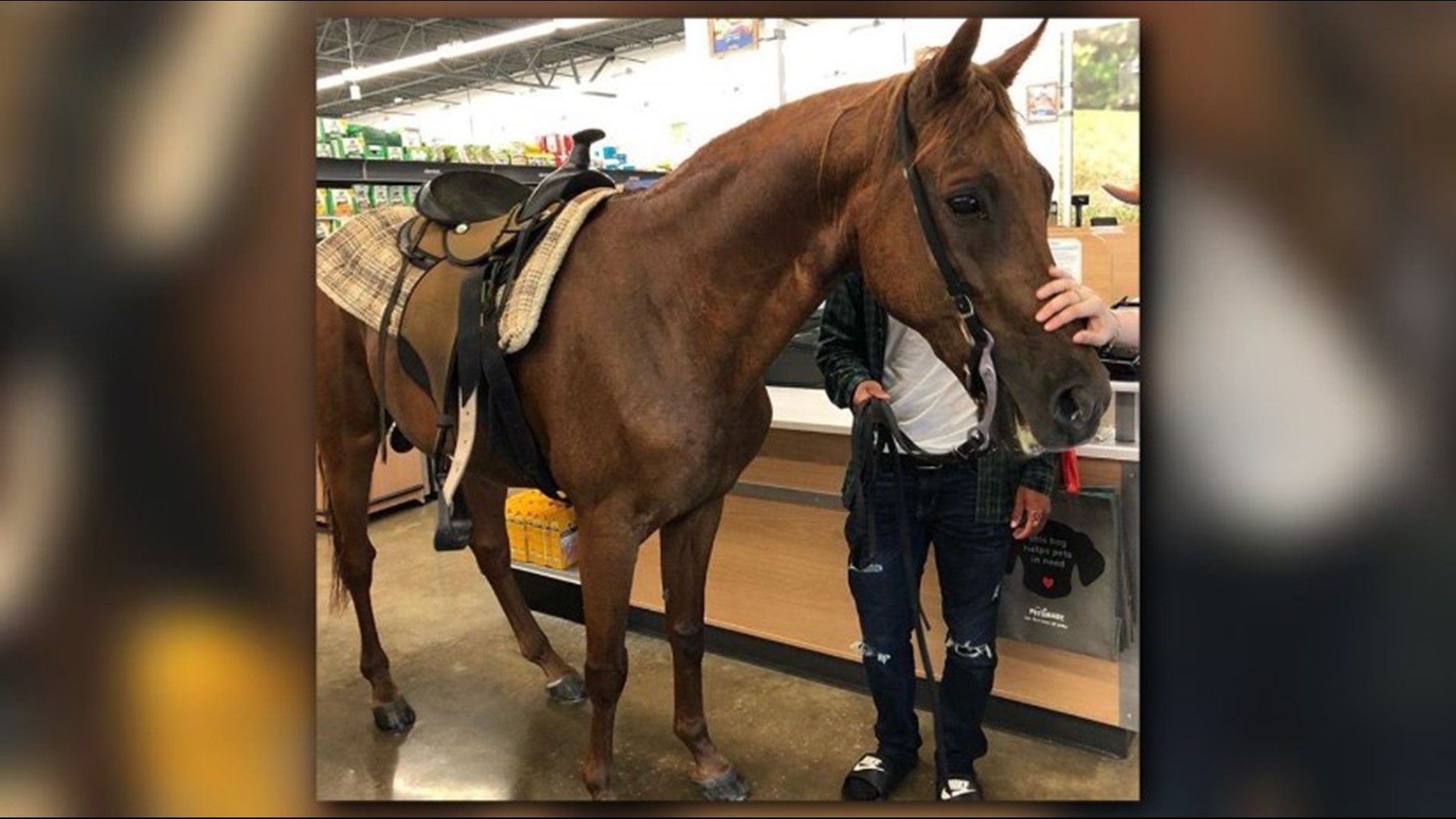 Only in Texas Horse makes frequent visits to PetSmart in Richmond
