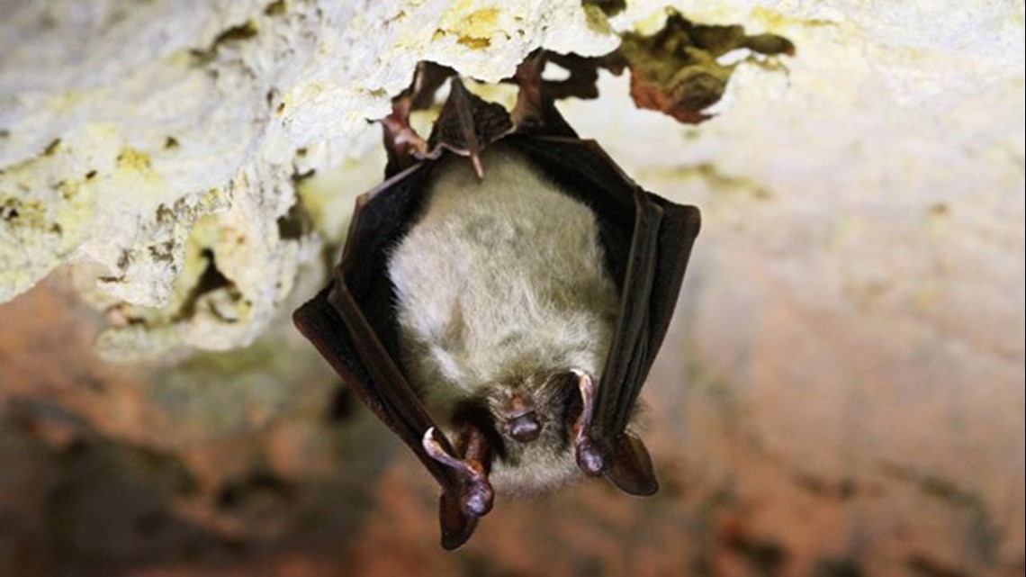 Bat found at Pasadena shopping center tests positive for rabies